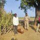 A leopard mauled a calf in Himmatbhai's paddy field in Karkolia village of Sihore.