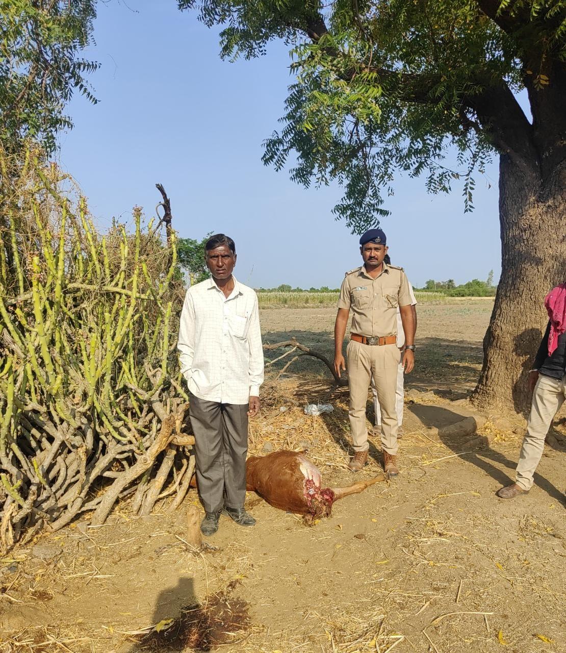 A leopard mauled a calf in Himmatbhai's paddy field in Karkolia village of Sihore.