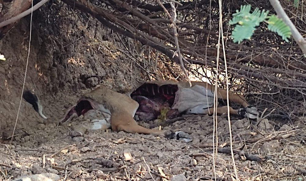 Worry among farmers due to killing of wild animals in Ishwariya area of Sihore taluk