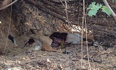 Worry among farmers due to killing of wild animals in Ishwariya area of Sihore taluk