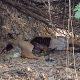 Worry among farmers due to killing of wild animals in Ishwariya area of Sihore taluk