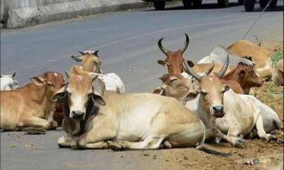 The precious life of a stray cattle; Stray cattle torture continues, seven-year-old child raped in Sindhi camp of Sihore