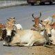 The precious life of a stray cattle; Stray cattle torture continues, seven-year-old child raped in Sindhi camp of Sihore