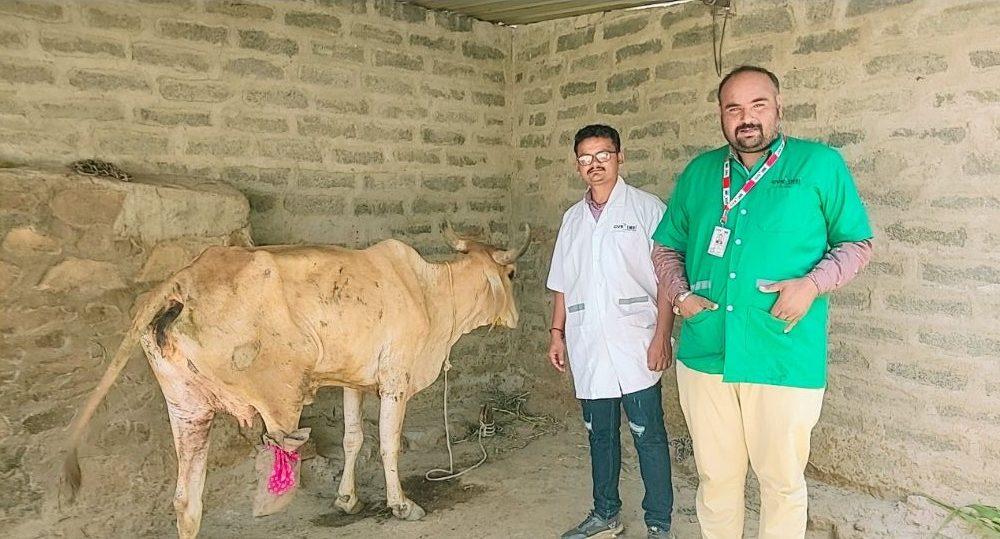 1962 Animan treatment commendable work in Sihore - Todi village treated an injured cow