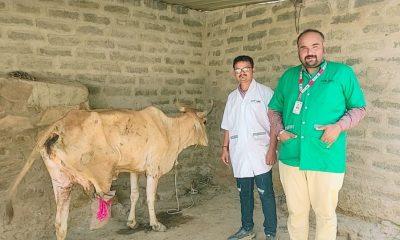 1962 Animan treatment commendable work in Sihore - Todi village treated an injured cow