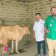 1962 Animan treatment commendable work in Sihore - Todi village treated an injured cow