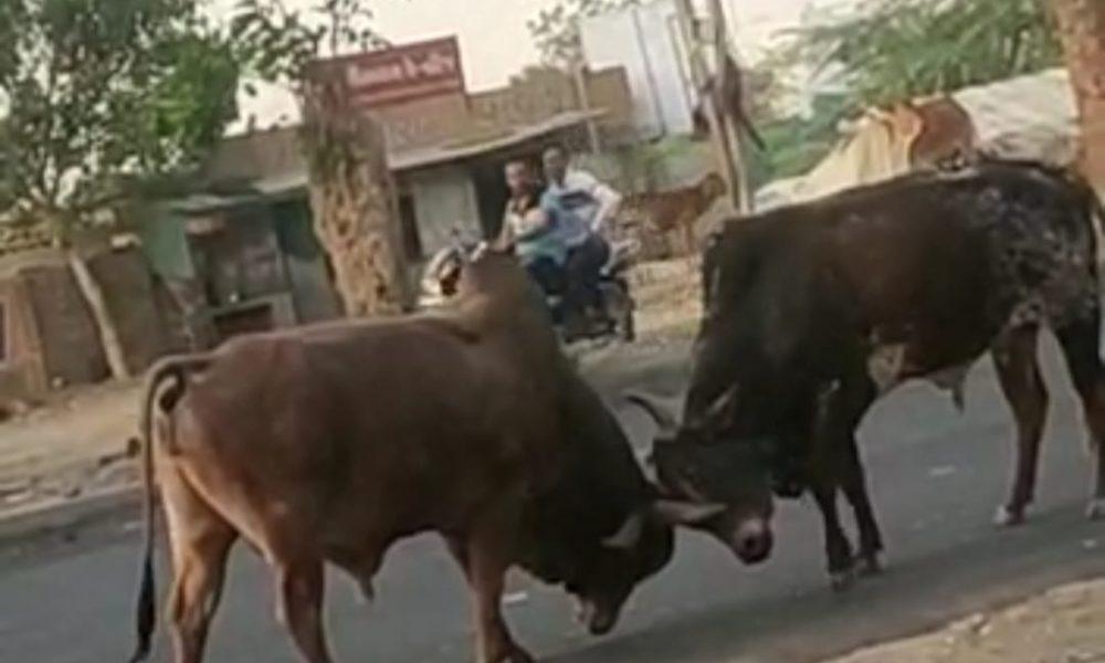 Rampant bulls in the middle of the road; The torture of stray cattle in Sihore became unbearable