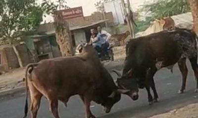 Rampant bulls in the middle of the road; The torture of stray cattle in Sihore became unbearable
