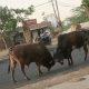 Rampant bulls in the middle of the road; The torture of stray cattle in Sihore became unbearable