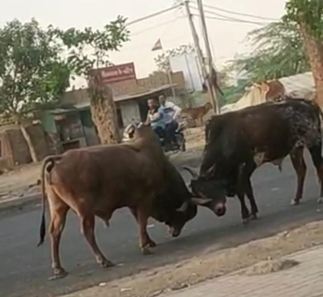 Rampant bulls in the middle of the road; The torture of stray cattle in Sihore became unbearable