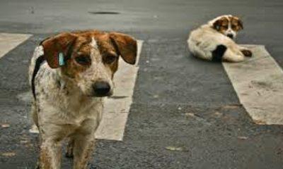 Stray dogs terror in Sihore: Innumerable people killed in two months: Whispers
