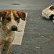 Stray dogs terror in Sihore: Innumerable people killed in two months: Whispers