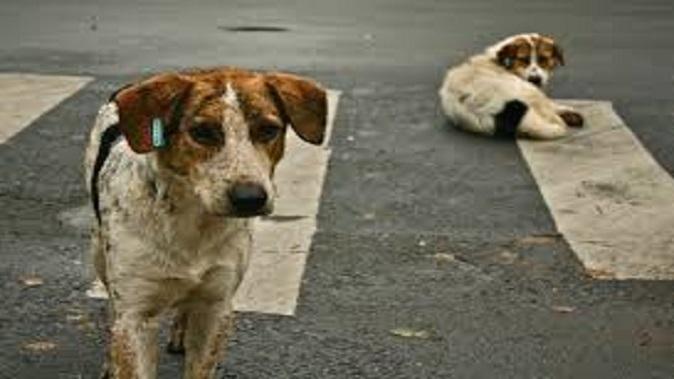 Stray dogs terror in Sihore: Innumerable people killed in two months: Whispers