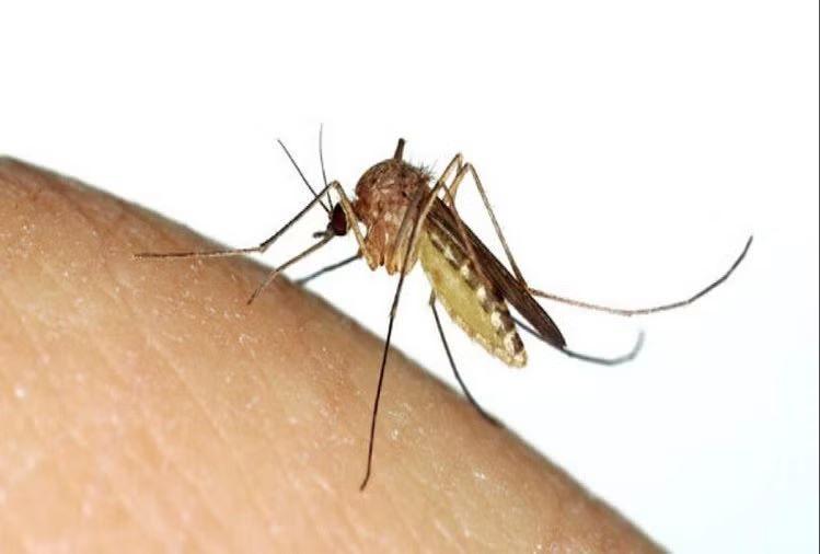 Learn the simplest and easiest ways to prevent malaria