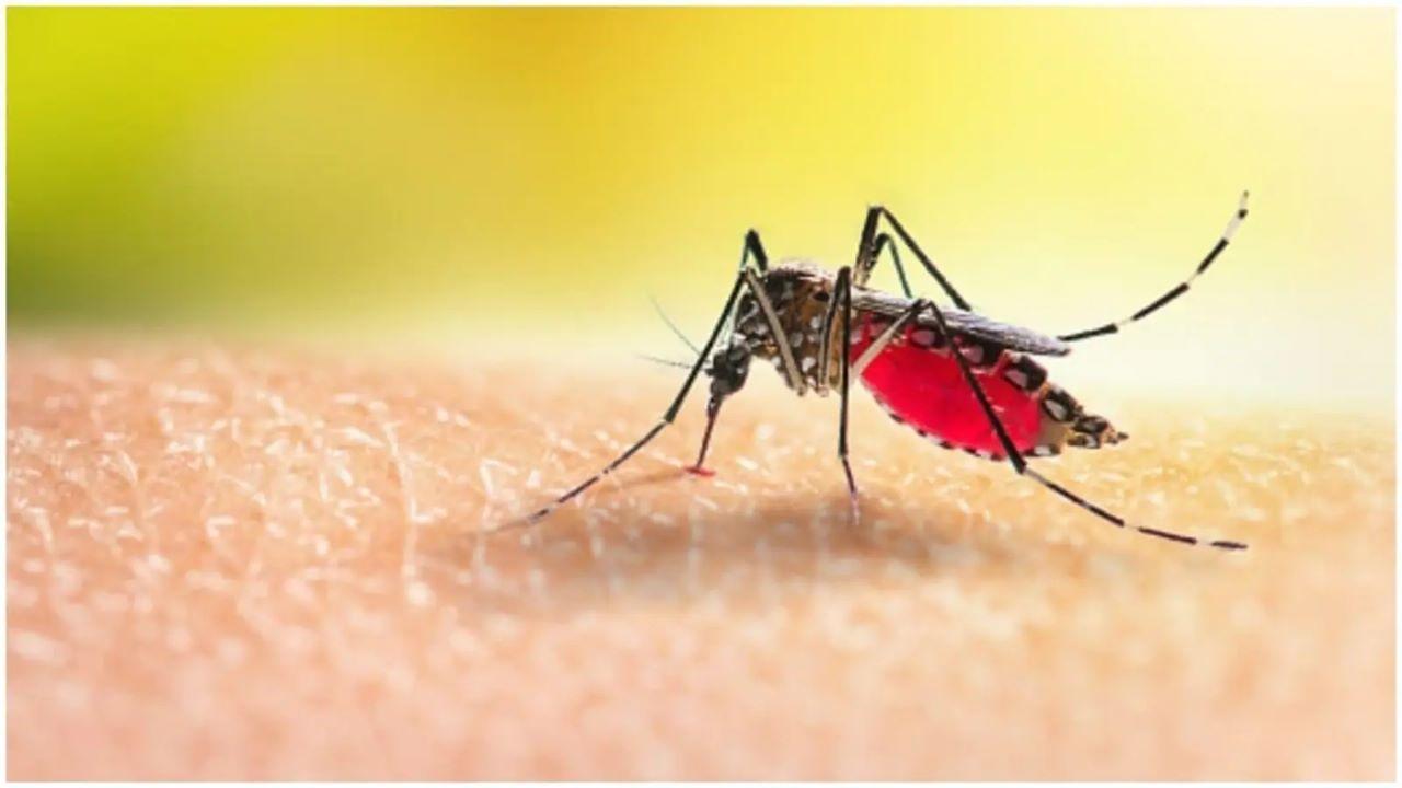 Learn the simplest and easiest ways to prevent malaria