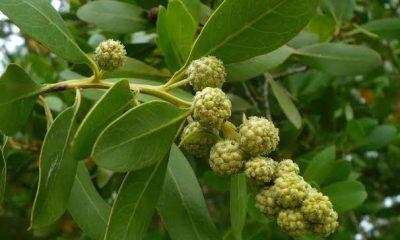 It is necessary to be careful with these two plants: not even moving near this grass and this tree, various diseases can occur; There are such piles of trees in Sihore