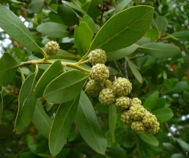 It is necessary to be careful with these two plants: not even moving near this grass and this tree, various diseases can occur; There are such piles of trees in Sihore