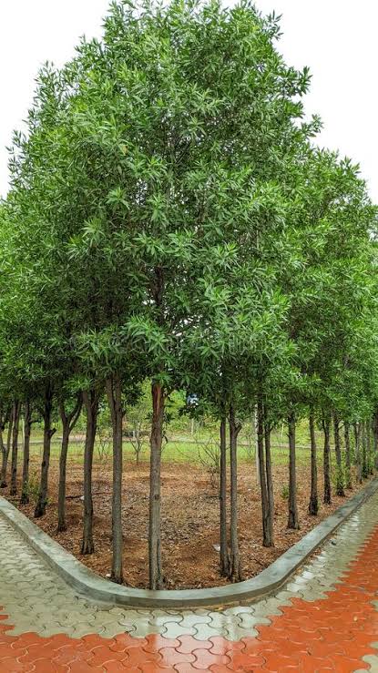 It is necessary to be careful with these two plants: not even moving near this grass and this tree, various diseases can occur; There are such piles of trees in Sihore