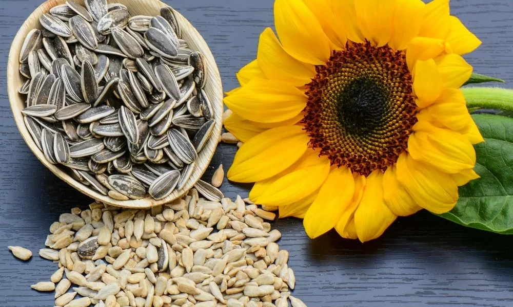 Consuming these seeds can reduce the bad cholesterol accumulated in the body, and also help in keeping the arteries healthy