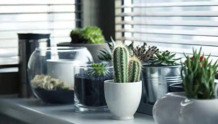 These 5 plants cause big problems at home, know the proper Vastu rules to avoid them