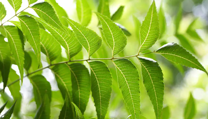 Plant a neem tree in the house, evil forces will be away, you will get many benefits
