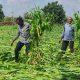 Expensive houses; In Sihore Panthak, the crops were destroyed, the farmers wept for water at night