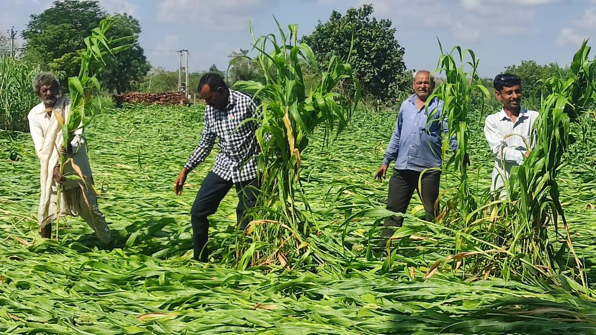 Expensive houses; In Sihore Panthak, the crops were destroyed, the farmers wept for water at night