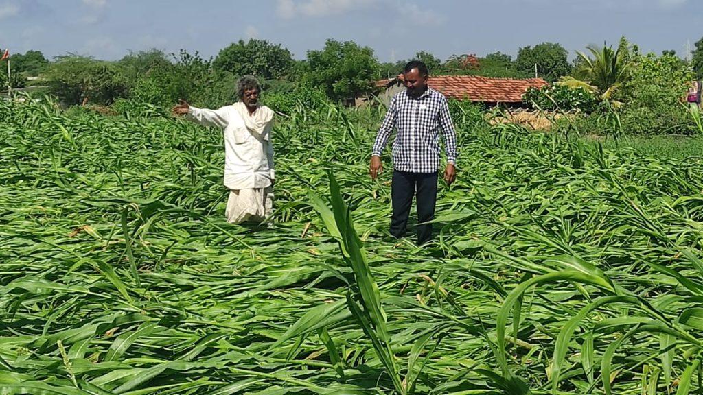 Expensive houses; In Sihore Panthak, the crops were destroyed, the farmers wept for water at night