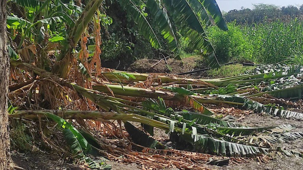 Expensive houses; In Sihore Panthak, the crops were destroyed, the farmers wept for water at night