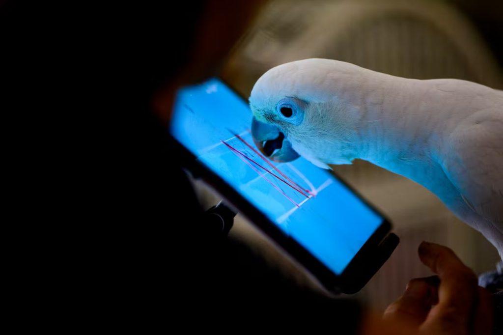 Now even parrots started making video calls, scientists were shocked to hear long conversations