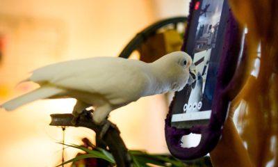 Now even parrots started making video calls, scientists were shocked to hear long conversations