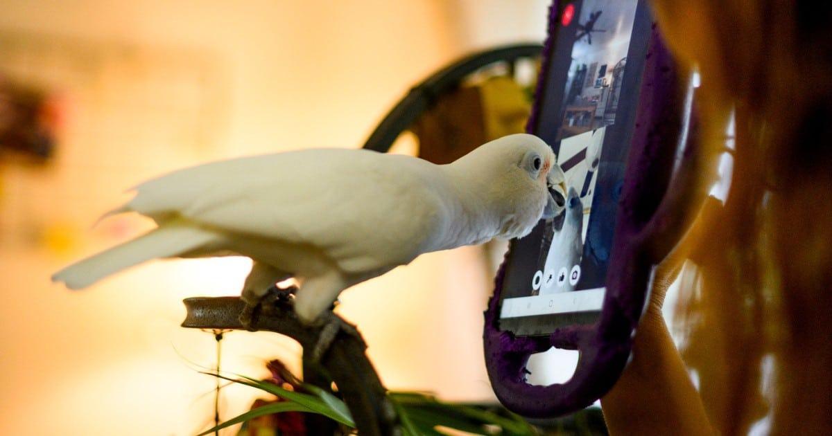 Now even parrots started making video calls, scientists were shocked to hear long conversations