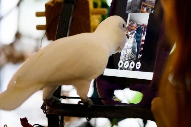 Now even parrots started making video calls, scientists were shocked to hear long conversations