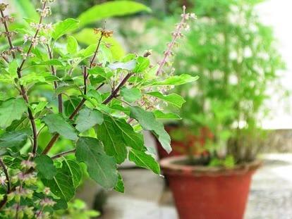 This mistake related to Tulsi will make you poor for life, know these important rules