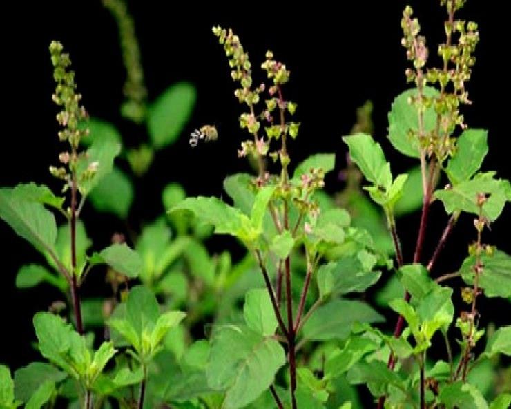This mistake related to Tulsi will make you poor for life, know these important rules