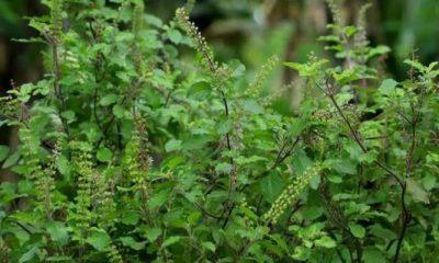 This mistake related to Tulsi will make you poor for life, know these important rules