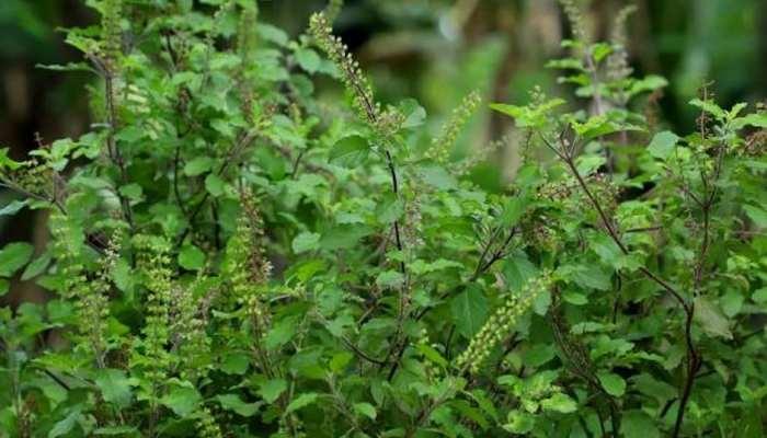 This mistake related to Tulsi will make you poor for life, know these important rules