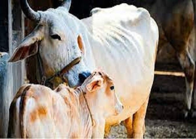 Nature's miracle: Lion-faced calf born, people come from far and wide to witness this wonder