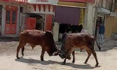 War; Cigda war between two bulls in Motachok area of Sihore, people ran away