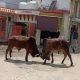 War; Cigda war between two bulls in Motachok area of Sihore, people ran away