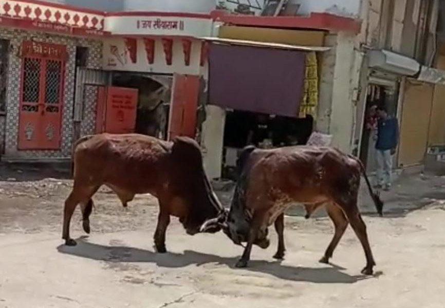 War; Cigda war between two bulls in Motachok area of Sihore, people ran away