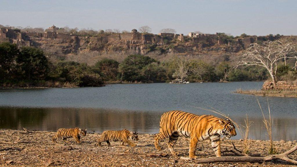 Visit these national parks of India on a summer trip, the experience will be different