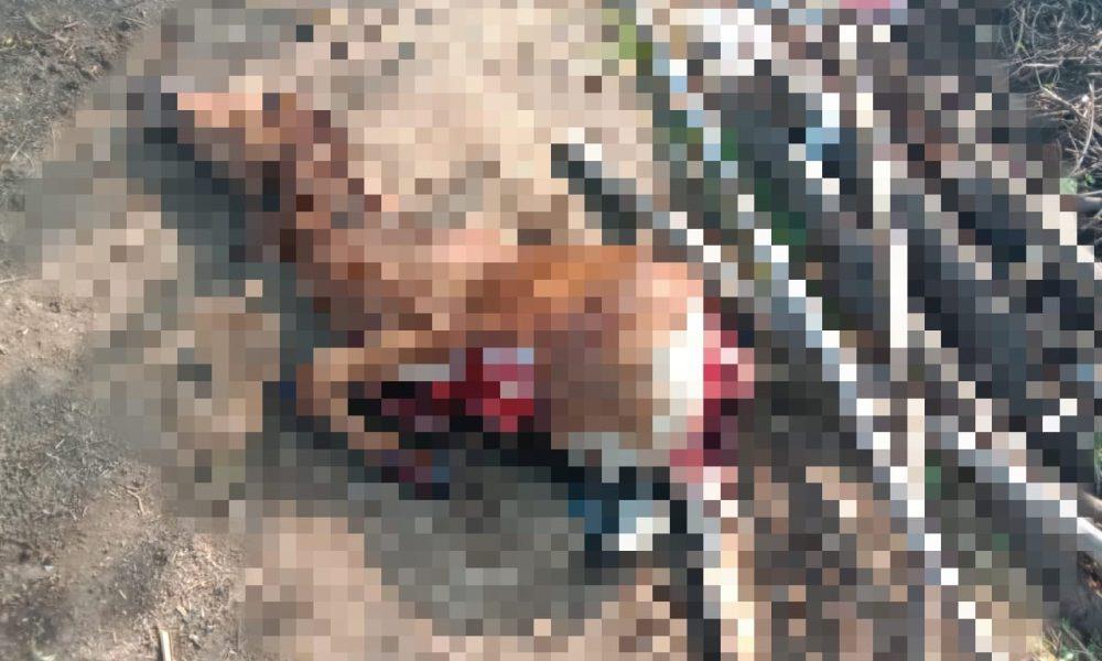 Leopard camp remains unchanged; A leopard killed a calf in the wadi area of Sir village in Sihore