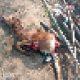 Leopard camp remains unchanged; A leopard killed a calf in the wadi area of Sir village in Sihore