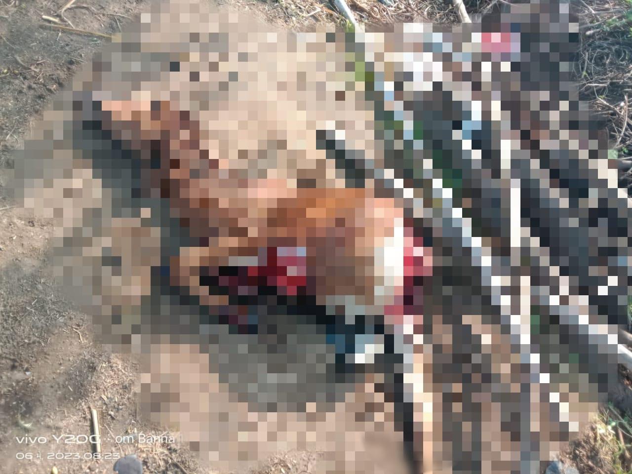 Leopard camp remains unchanged; A leopard killed a calf in the wadi area of Sir village in Sihore