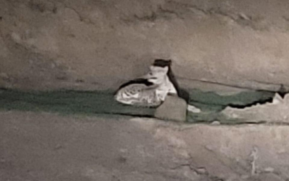 Leopard re-appears near Juna Jaliya of Sihore - flutter among people