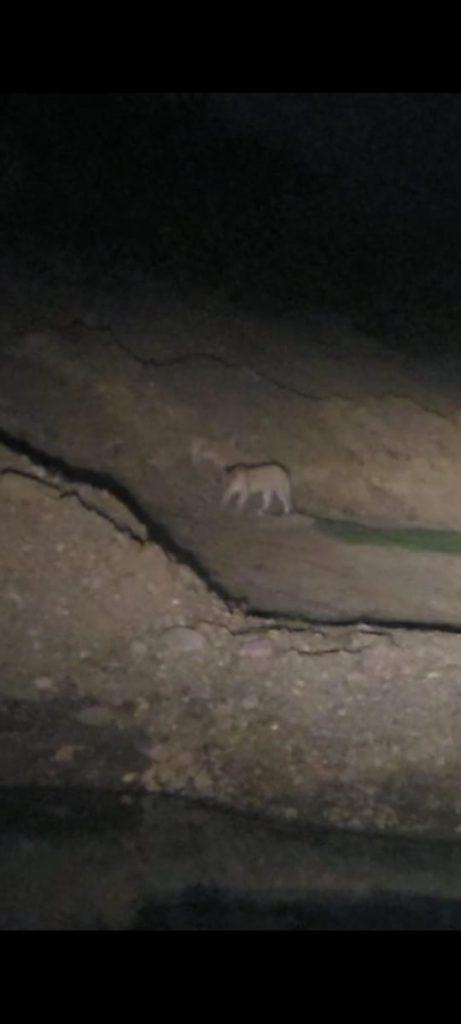 Leopard re-appears near Juna Jaliya of Sihore - flutter among people