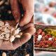 Hidden in this seed is the secret to lowering cholesterol, reducing the risk of heart attack