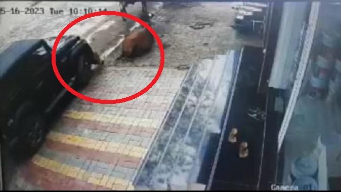 In Palitana, a jeep driver tried to run over a cow, animal lovers were outraged