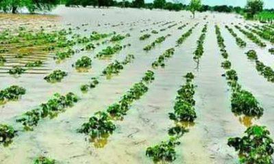 Include aid to Mawtha-stricken Sihore and Jessore dioceses; Little brother Dakhra